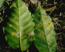 Hemileia Castatrix - Coffee Rust - Devastating Emily